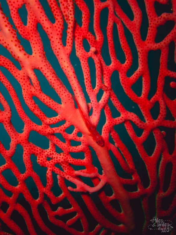 Sipadan Fish on fan corals