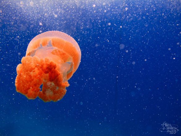 Sipadan Jellyfish